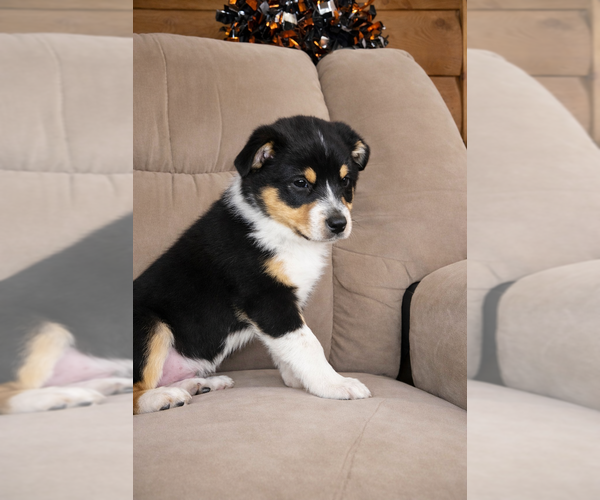 Medium Photo #9 Australian Shepherd Puppy For Sale in MABEL, MN, USA