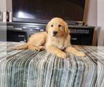 Small Photo #5 Golden Retriever Puppy For Sale in FRANKLIN, IN, USA