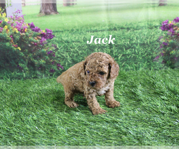 Medium Photo #5 Poodle (Toy) Puppy For Sale in CHANUTE, KS, USA