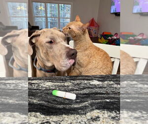 Great Dane Dogs for adoption in Bullard, TX, USA