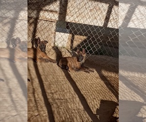 Belgian Malinois Puppy for sale in LAKE LOS ANGELES, CA, USA