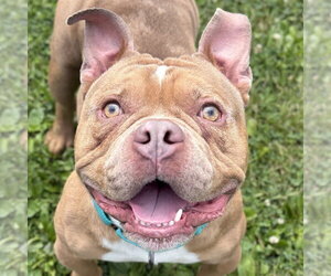 Bulldog-Unknown Mix Dogs for adoption in Jefferson, WI, USA