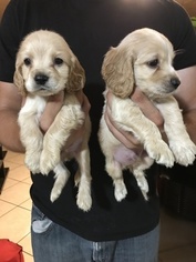 Cocker Spaniel Puppy for sale in TUCSON, AZ, USA