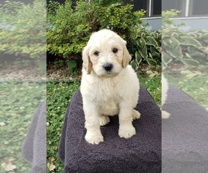 Goldendoodle Puppy for sale in FROSTPROOF, FL, USA