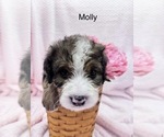 Puppy Molly Bernedoodle