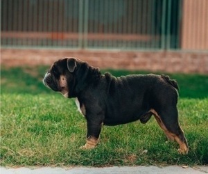 Father of the English Bulldog puppies born on 04/18/2025