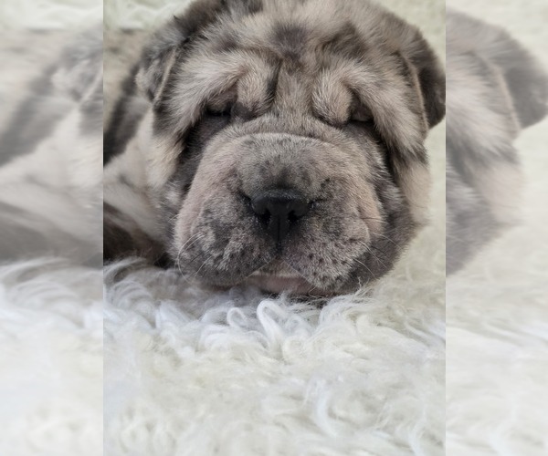 Medium Photo #4 Chinese Shar-Pei Puppy For Sale in HARTVILLE, MO, USA