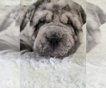 Mercedes - Female Chinese Shar-Pei Puppy for Sale - Photo #4