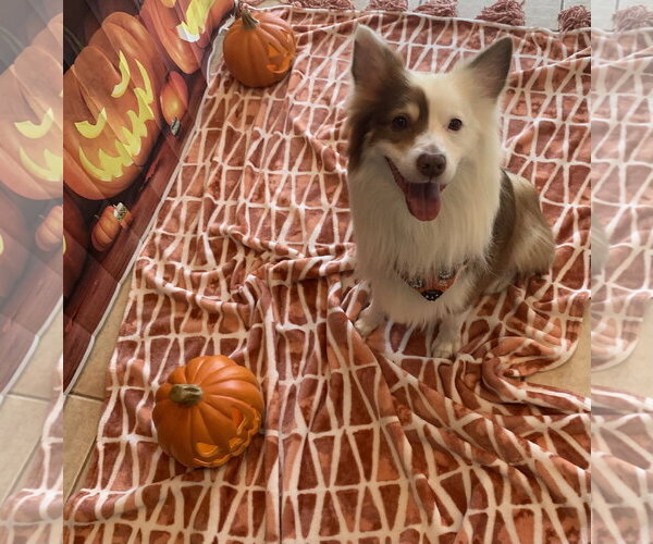 Medium Photo #10 Australian Shepherd Puppy For Sale in Valrico, FL, USA