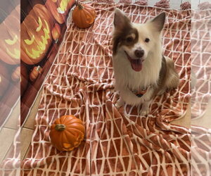 Shep - Male Australian Shepherd Dog for Adoption - Photo #10