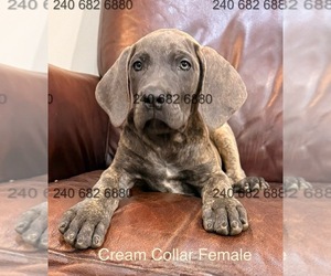 Medium Cane Corso