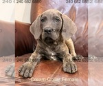 Puppy Cream Collar F Cane Corso