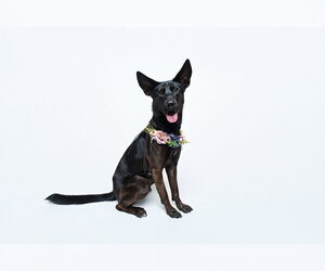 Forty - Female German Shepherd Dog-Unknown Mix Dog for Adoption - Photo #24