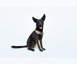 Small #23 German Shepherd Dog Mix