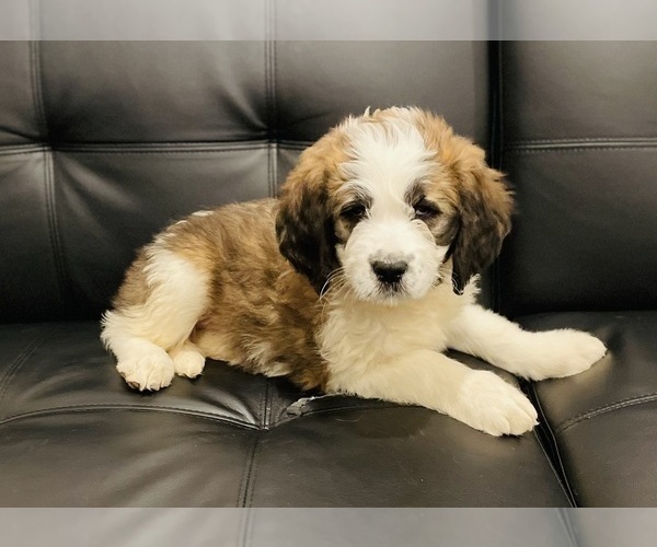 Medium Photo #4 Saint Bernard Puppy For Sale in LITITZ, PA, USA