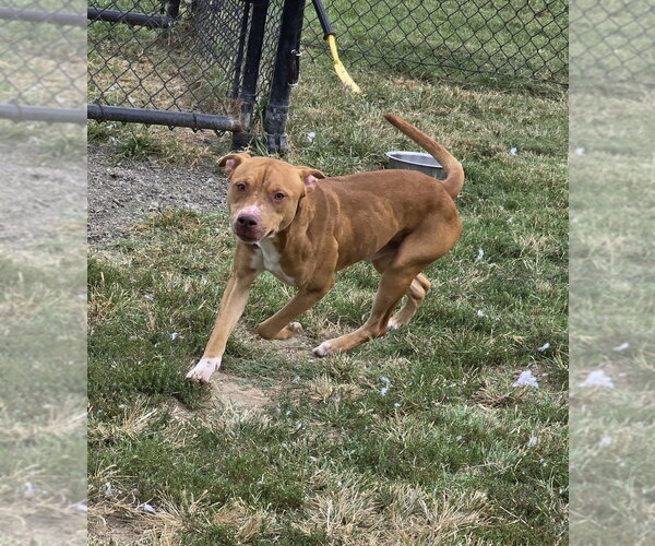 Medium Photo #4 Mutt Puppy For Sale in Evansville, IN, USA