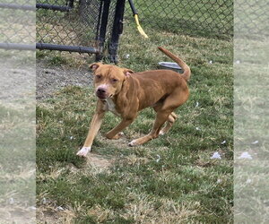 Kiba - Male Mutt Dog for Adoption - Photo #4