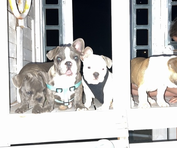 Medium Photo #4 French Bulldog Puppy For Sale in BUCKEYE, AZ, USA