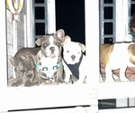 Small #3 French Bulldog