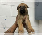 Small #1 Holland Shepherd Mix