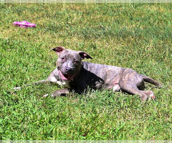 Medium Photo #2 American Pit Bull Terrier Puppy For Sale in Glen Allen, VA, USA