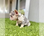 Small Photo #29 French Bulldog Puppy For Sale in DETROIT, MI, USA