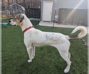Levi - Male American Foxhound-Boxer Mix Dog for Adoption - Photo #5