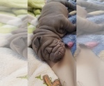 Small Photo #3 Chinese Shar-Pei Puppy For Sale in DIXON, CA, USA