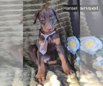 Small Doberman Pinscher