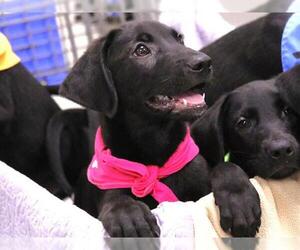 Labrador Retriever Dogs for adoption in Tallahassee, FL, USA