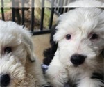 Small Photo #17 Old English Sheepdog Puppy For Sale in WILMINGTON, OH, USA