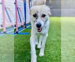 Small #2 Anatolian Shepherd Mix