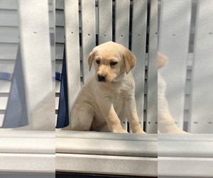 Labrador Retriever Puppy for sale in AUGUSTA, WI, USA
