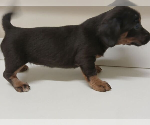 Medium Photo #6 Chiweenie Puppy For Sale in CANTON, GA, USA