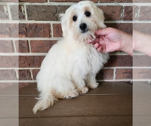 Shih-Poo Puppy for sale in CLARKRANGE, TN, USA