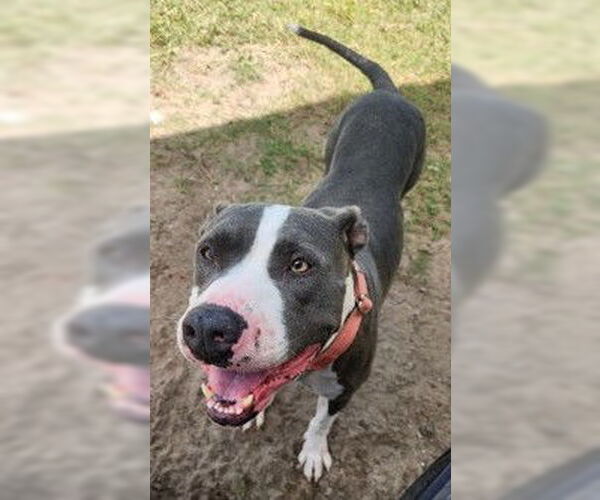 Medium Photo #4 American Pit Bull Terrier-Unknown Mix Puppy For Sale in North Myrtle Beach, SC, USA