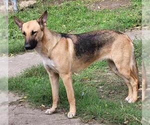 German Shepherd Dog Dogs for adoption in San Antonio, TX, USA