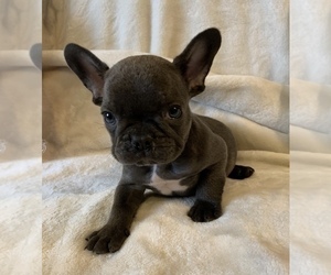 French Bulldog Puppy for sale in JOHNS ISLAND, SC, USA
