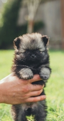 Pomeranian Puppy for sale in Everett, WA, USA