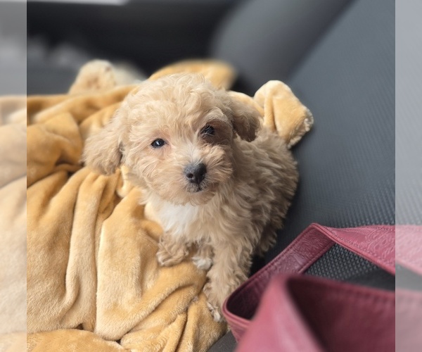 Medium Photo #40 Poodle (Toy) Puppy For Sale in DYERSBURG, TN, USA