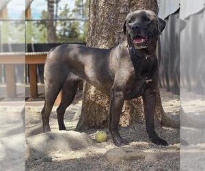 Labrottie Dogs for adoption in Frisco, CO, USA