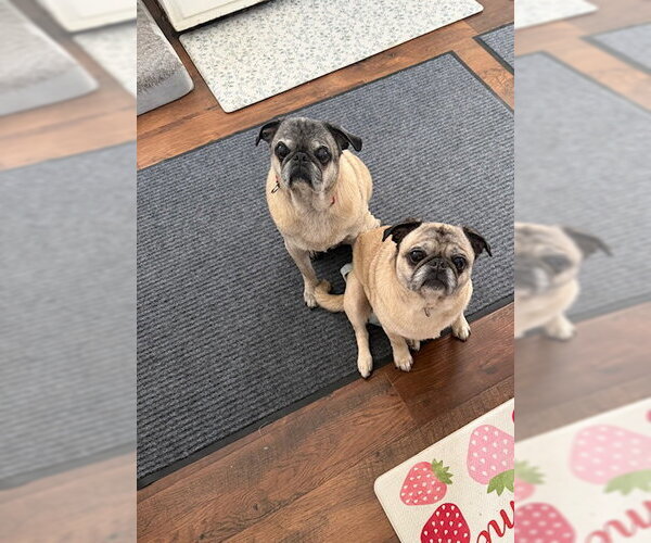 Medium Photo #5 Pug Puppy For Sale in Indianapolis, IN, USA