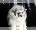 Small Photo #72 Pomeranian Puppy For Sale in WARSAW, IN, USA