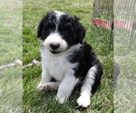 Small Photo #3 Bordoodle Puppy For Sale in CARLISLE, KY, USA
