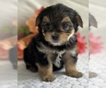 Small #1 Morkie