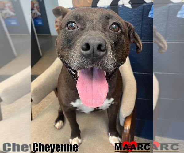 Medium Photo #2 American Pit Bull Terrier Puppy For Sale in Maryville, TN, USA