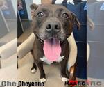 Small #1 American Pit Bull Terrier