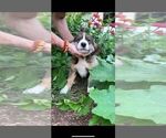 Small Photo #13 Bernese Mountain Dog-Caucasian Shepherd Dog Mix Puppy For Sale in STEVENS, PA, USA