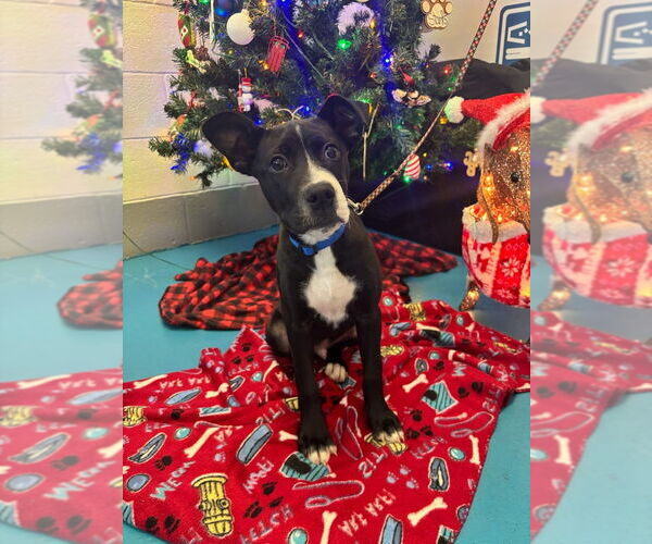 Medium Photo #7 Mutt Puppy For Sale in Muskegon, MI, USA