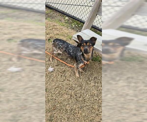 Medium Photo #2 Mutt Puppy For Sale in Houston, TX, USA